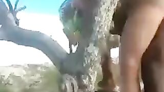 On the tree